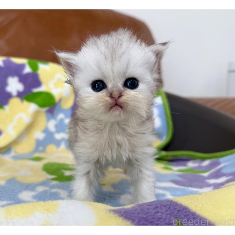 販売中の神奈川県のペルシャ(チンチラ)-137746の7枚目