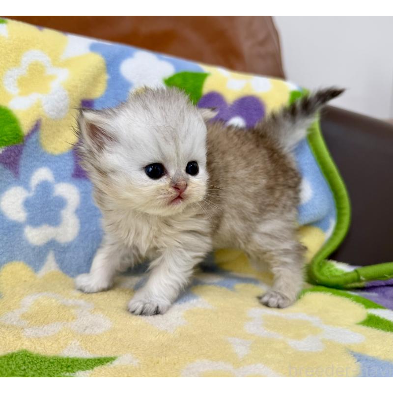 販売中の神奈川県のペルシャ(チンチラ)-137746