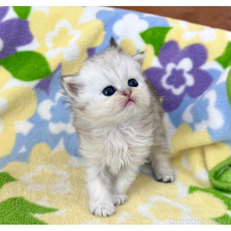販売中の神奈川県のペルシャ(チンチラ)-137746の5枚目