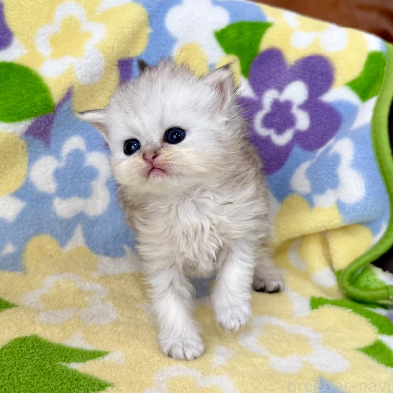 販売中の神奈川県のペルシャ(チンチラ)-137746の4枚目