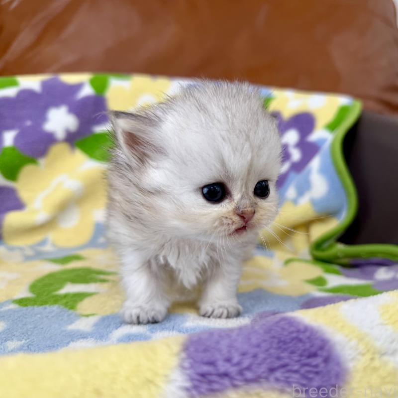 販売中の神奈川県のペルシャ(チンチラ)-137746の3枚目