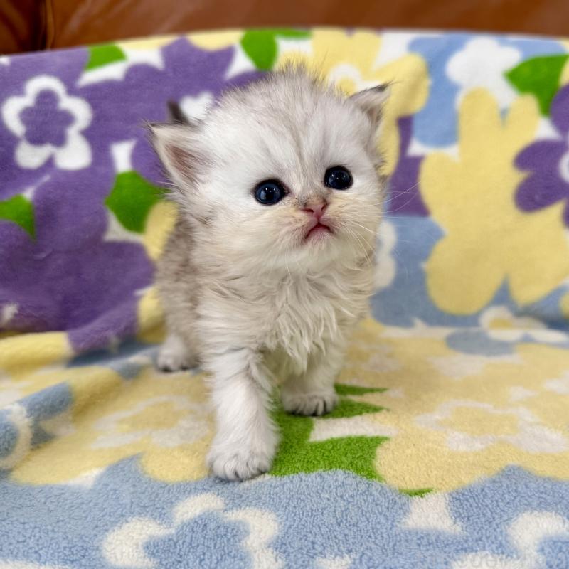 販売中の神奈川県のペルシャ(チンチラ)-137746の2枚目