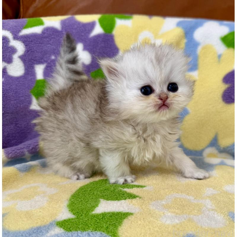 販売中の神奈川県のペルシャ(チンチラ)-137747