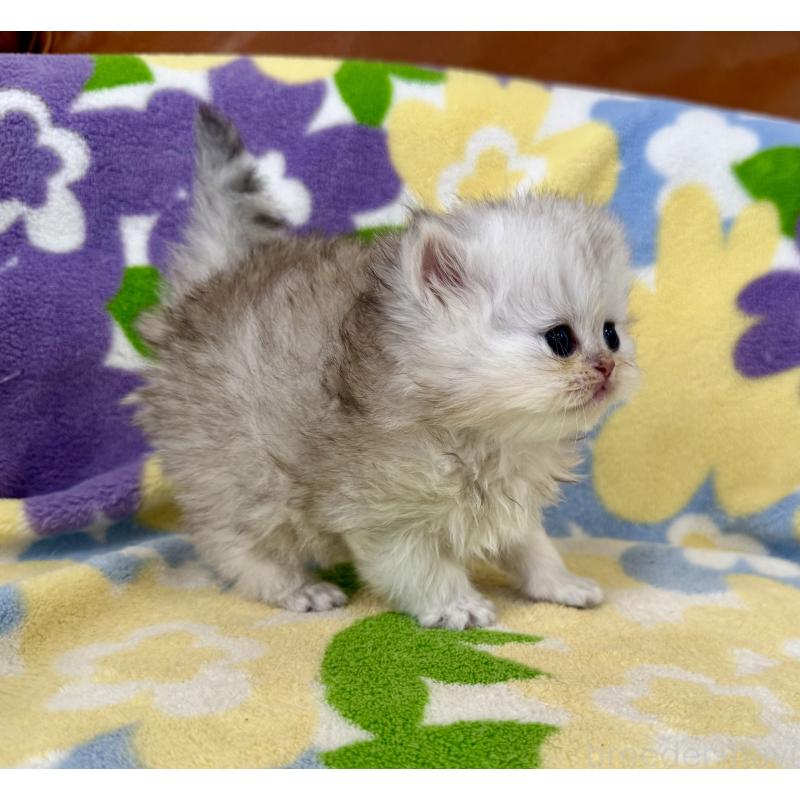 販売中の神奈川県のペルシャ(チンチラ)-137747の8枚目