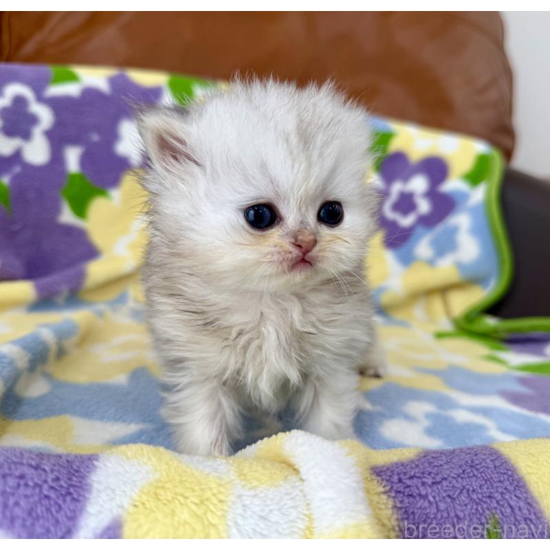 販売中の神奈川県のペルシャ(チンチラ)-137747の7枚目