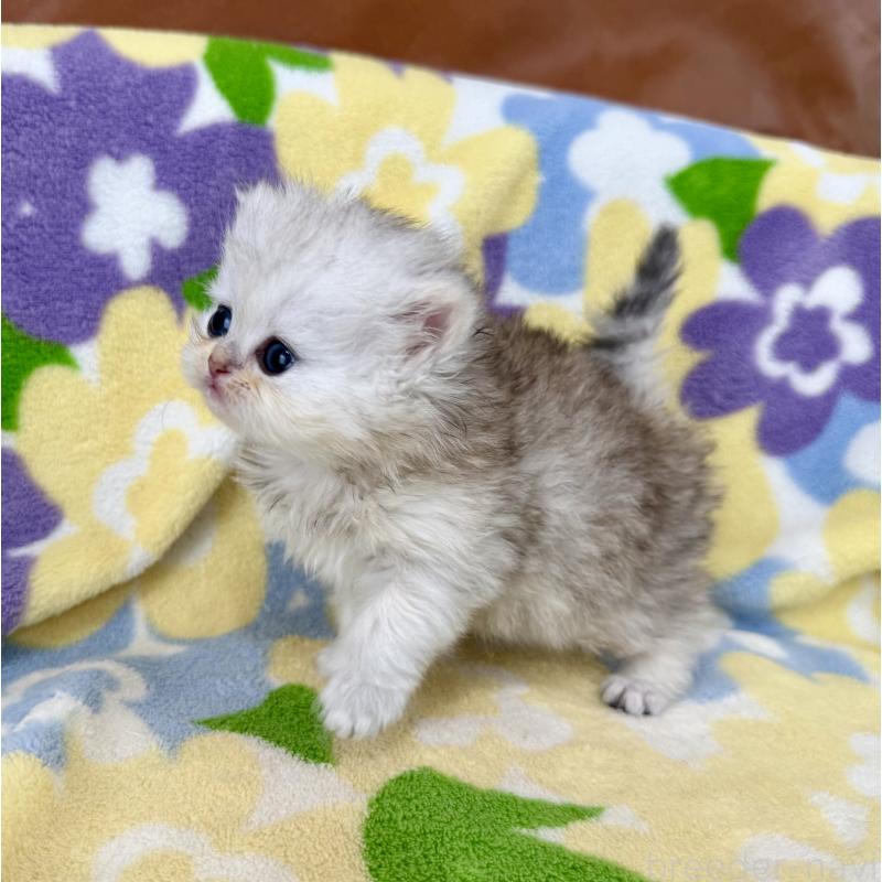 販売中の神奈川県のペルシャ(チンチラ)-137747の6枚目