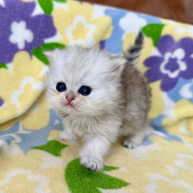 販売中の神奈川県のペルシャ(チンチラ)-137747の5枚目