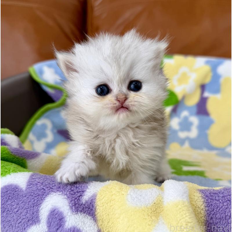 販売中の神奈川県のペルシャ(チンチラ)-137747の4枚目