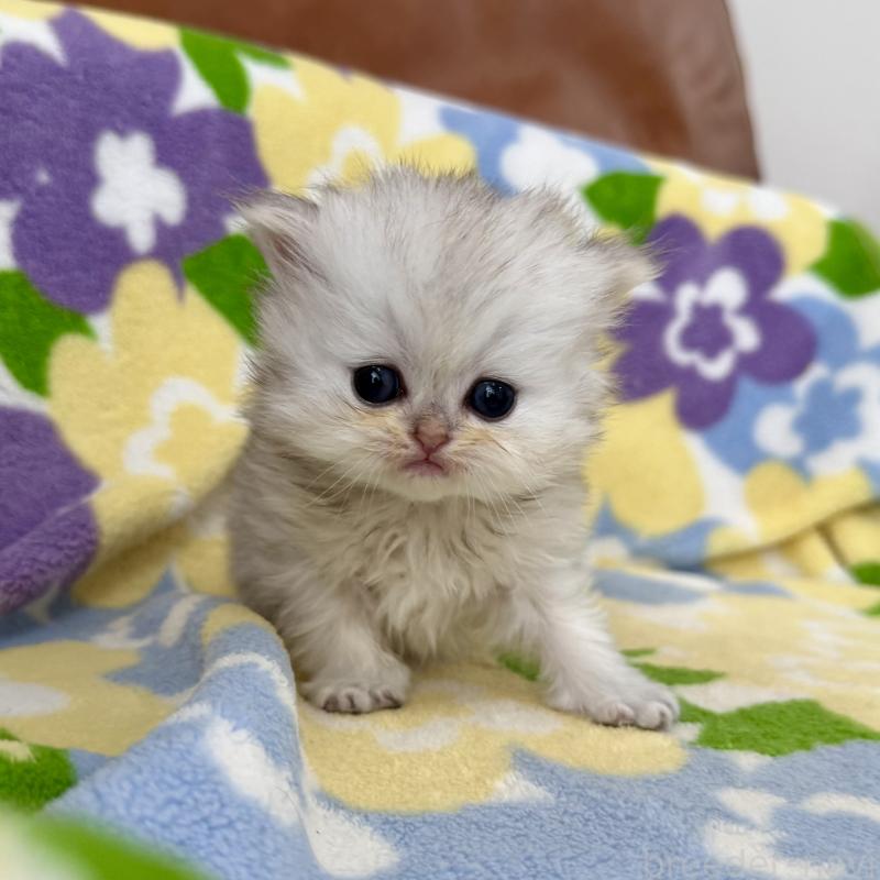 販売中の神奈川県のペルシャ(チンチラ)-137747の3枚目