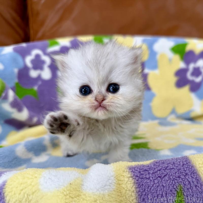 販売中の神奈川県のペルシャ(チンチラ)-137747の2枚目