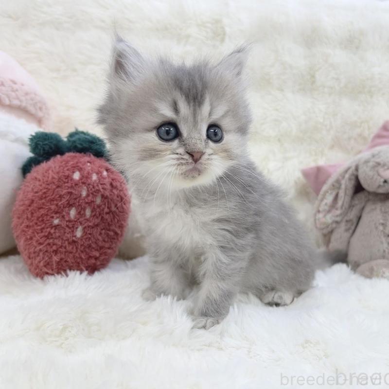 販売中の大阪府のミヌエット-137748の8枚目