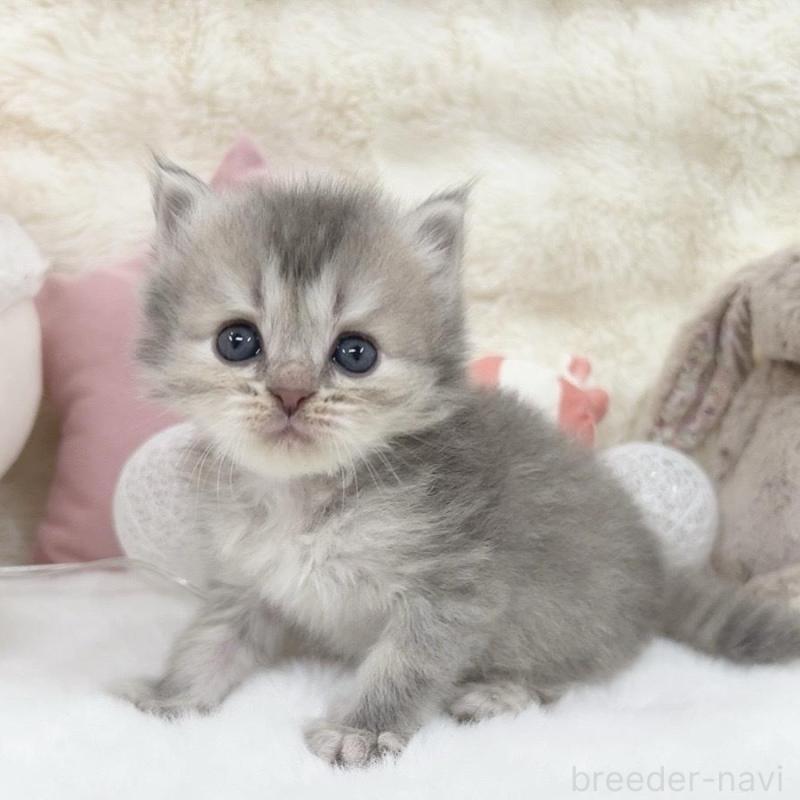 販売中の大阪府のミヌエット-137748の7枚目