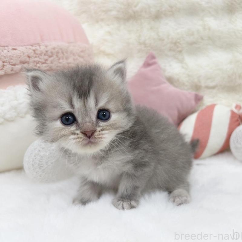 販売中の大阪府のミヌエット-137748の6枚目