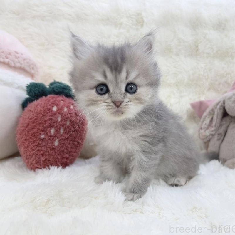 販売中の大阪府のミヌエット-137748の5枚目