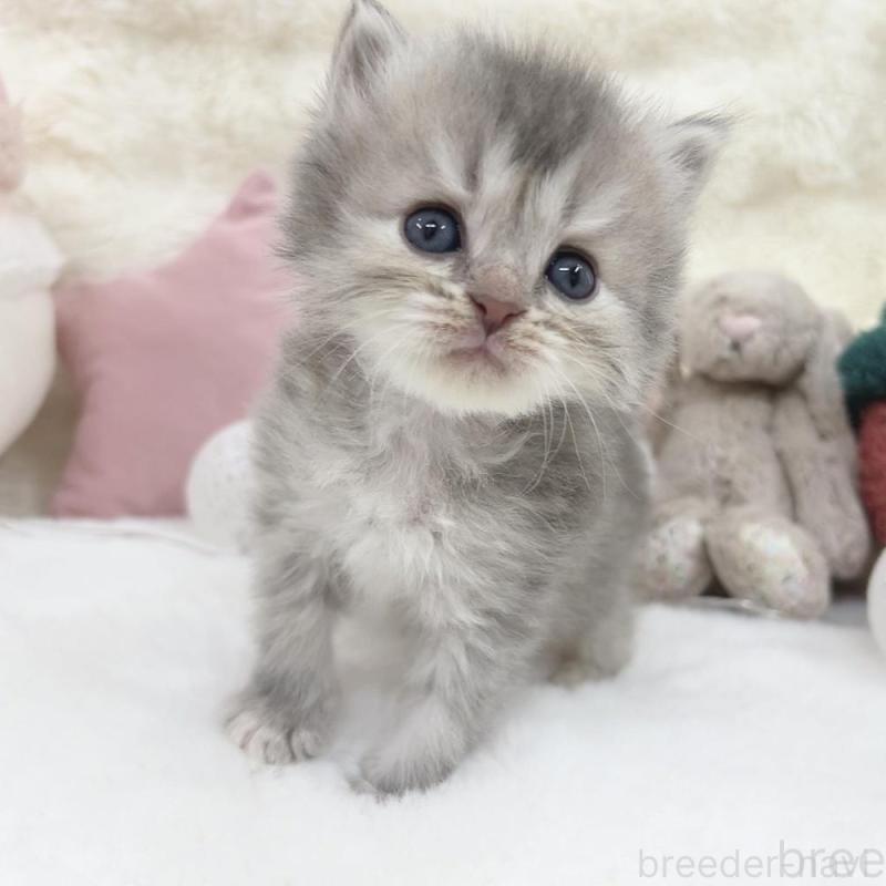 販売中の大阪府のミヌエット-137748の3枚目