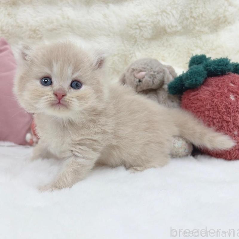 販売中の大阪府のミヌエット-137749の5枚目