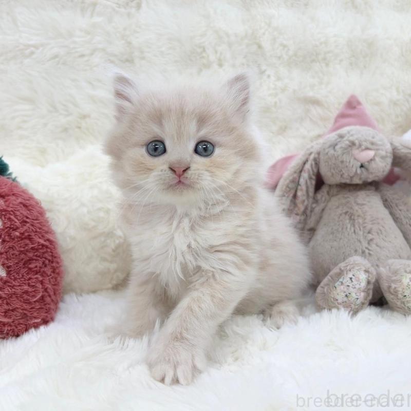 販売中の大阪府のミヌエット-137749の4枚目