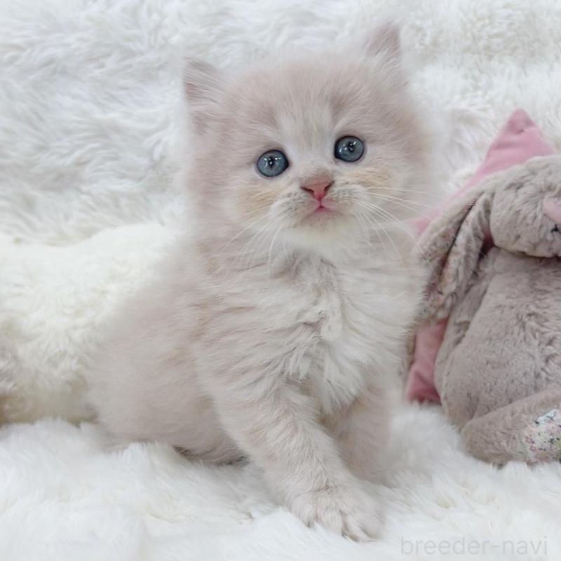 販売中の大阪府のミヌエット-137749