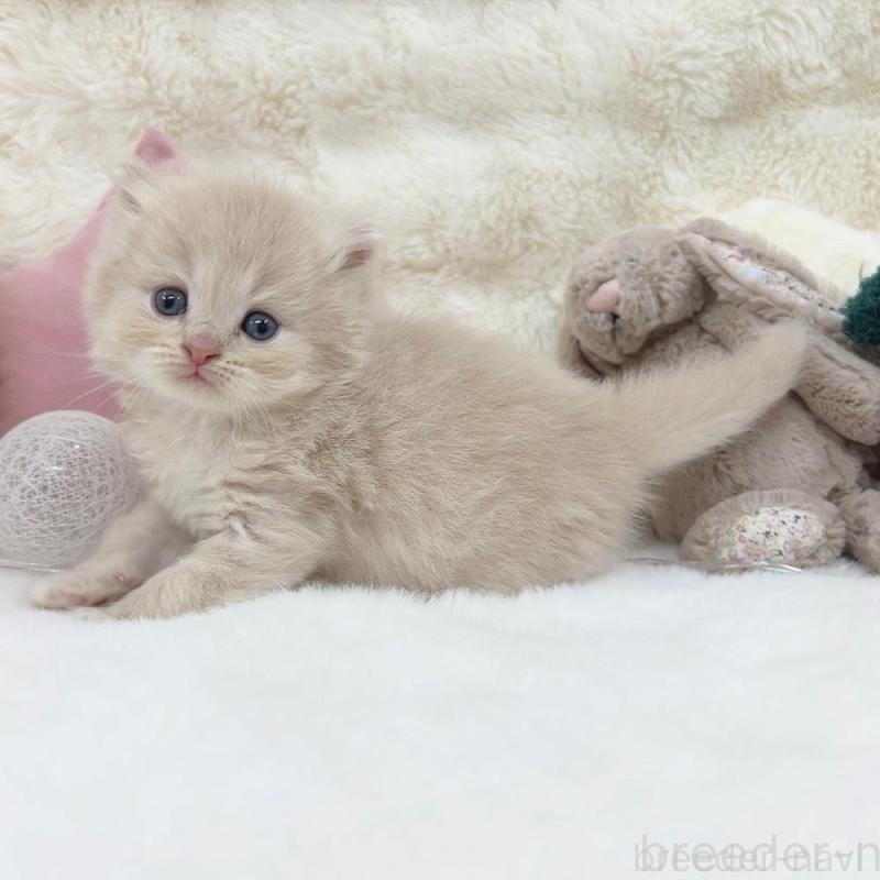 販売中の大阪府のミヌエット-137749の3枚目