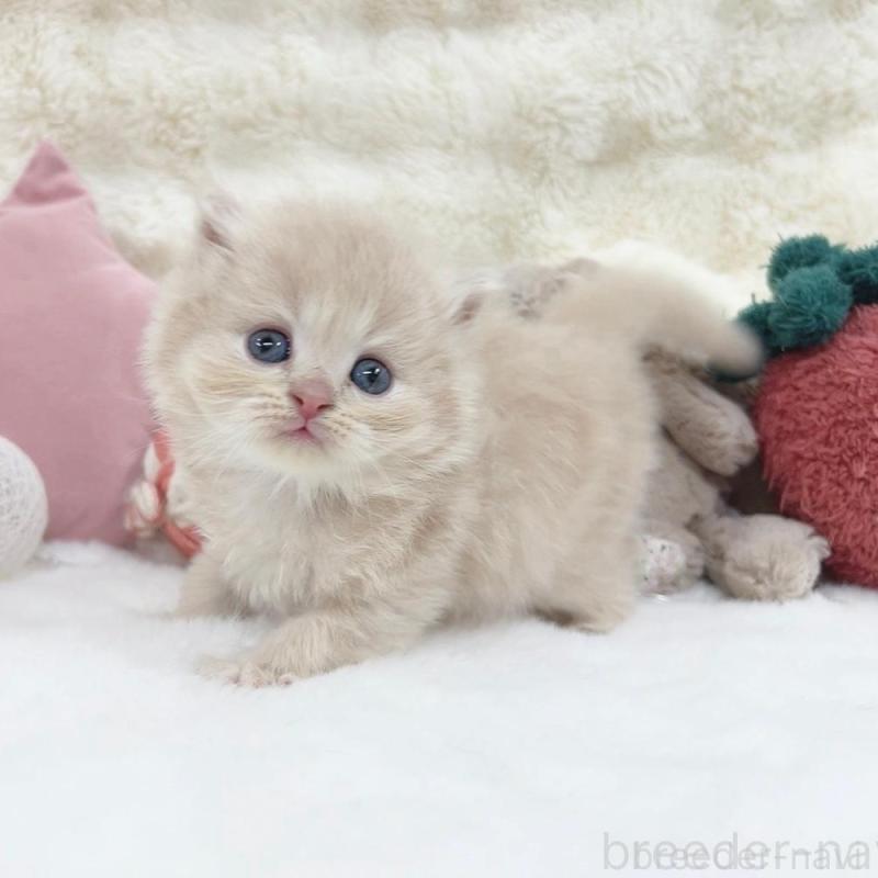 販売中の大阪府のミヌエット-137749の2枚目