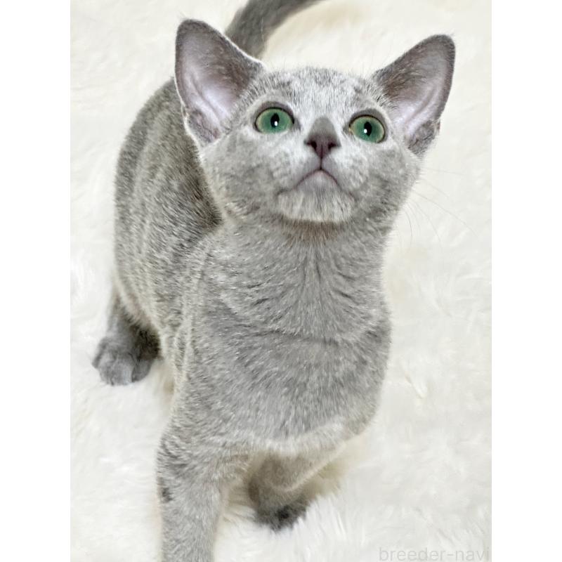 成約済の埼玉県のロシアンブルー-136272の2枚目