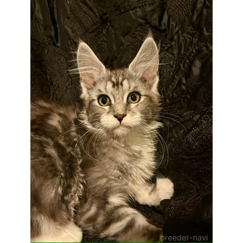 販売中の東京都のメインクーン-137738の2枚目