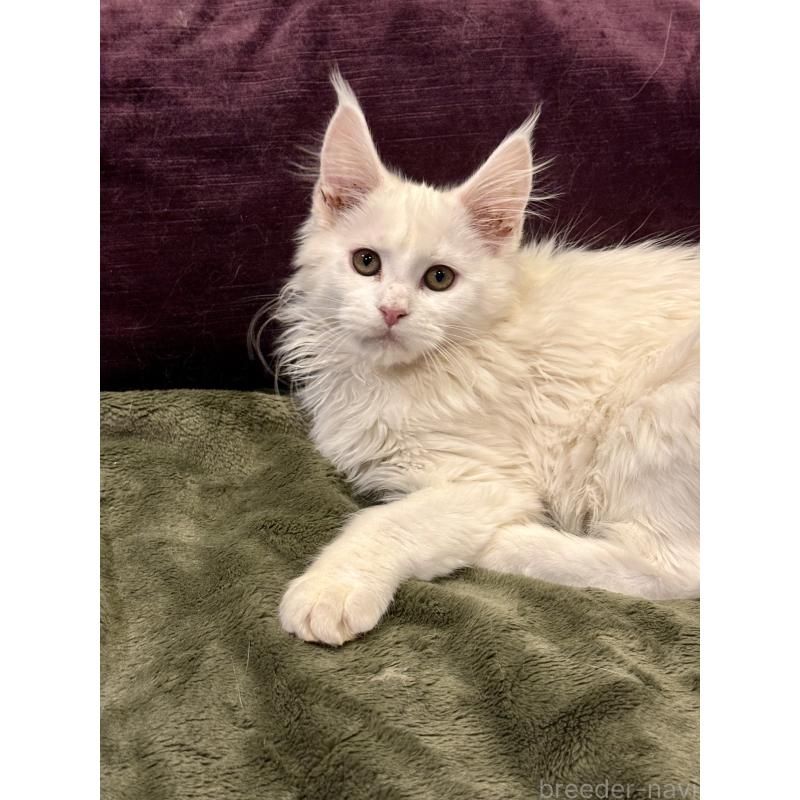 販売中の東京都のメインクーン-135028の12枚目