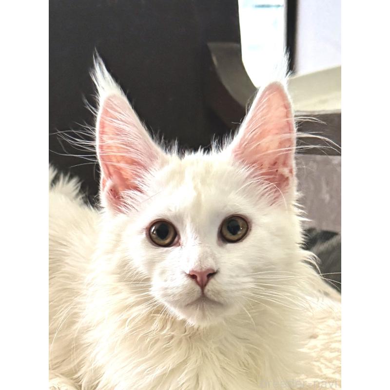 販売中の東京都のメインクーン-135028の11枚目