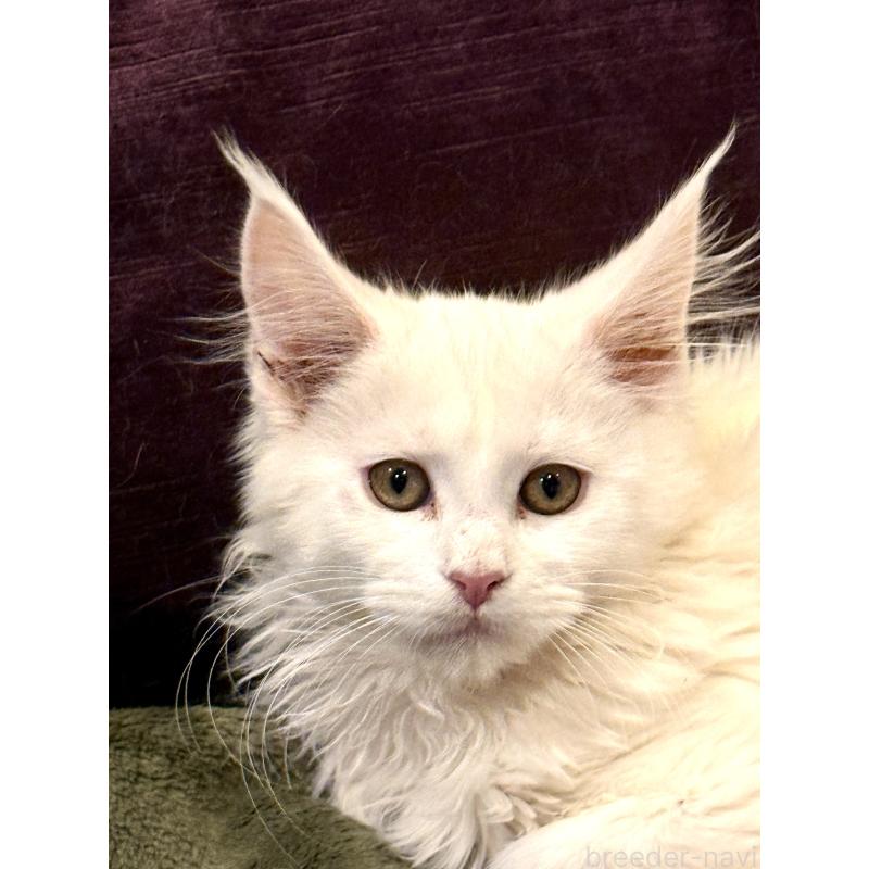 販売中の東京都のメインクーン-135028の8枚目