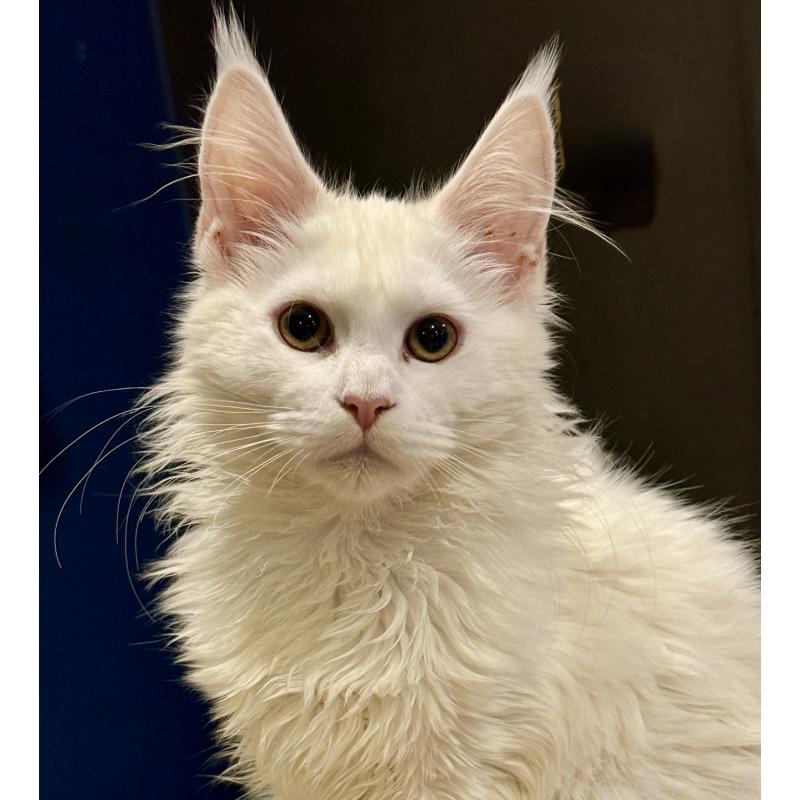 販売中の東京都のメインクーン-135028の7枚目