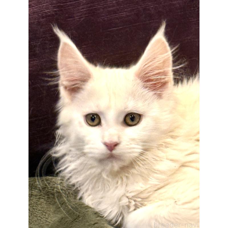 販売中の東京都のメインクーン-135028の5枚目