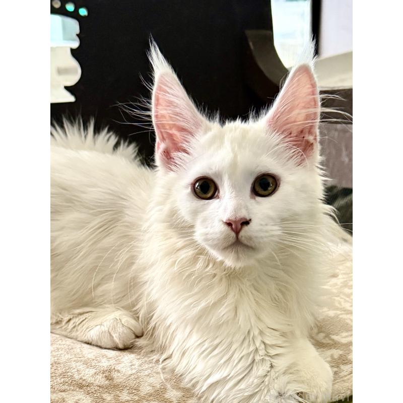 販売中の東京都のメインクーン-135028の4枚目