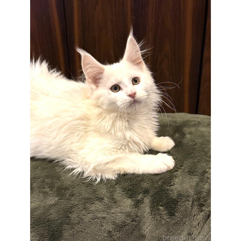 販売中の東京都のメインクーン-135028の3枚目