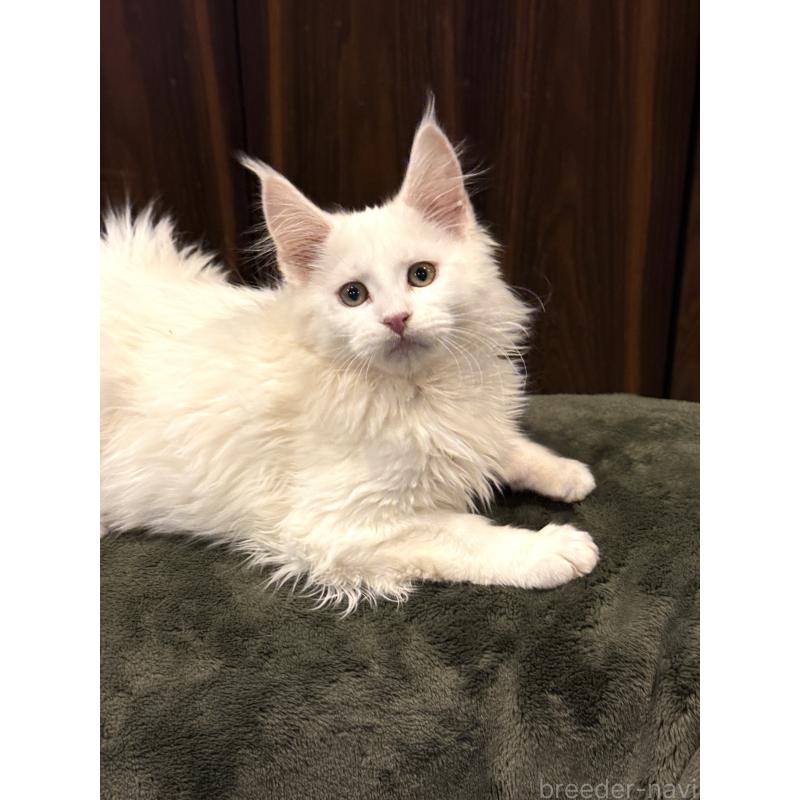 販売中の東京都のメインクーン-135028の2枚目