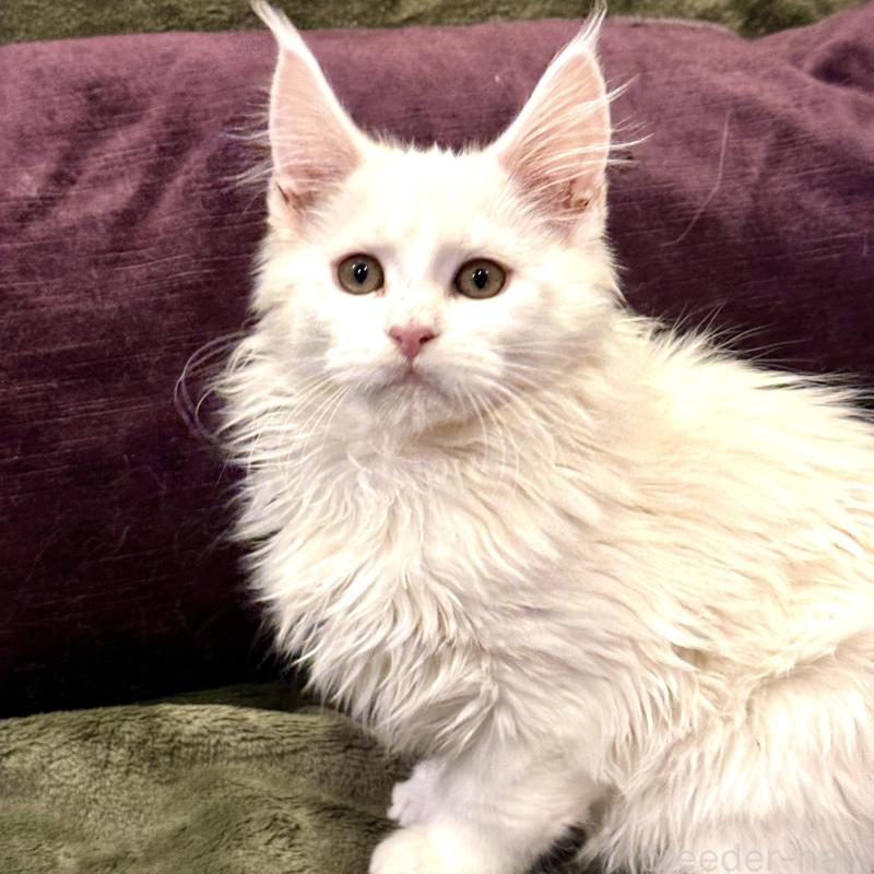 販売中の東京都のメインクーン-135028