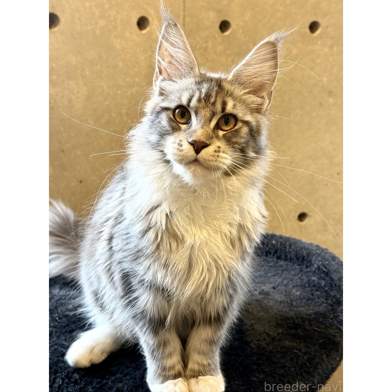 販売中の東京都のメインクーン-137750の10枚目