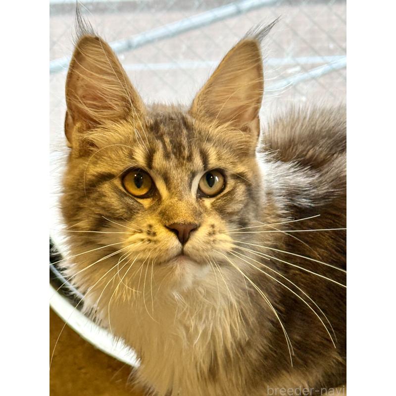 販売中の東京都のメインクーン-137750の9枚目