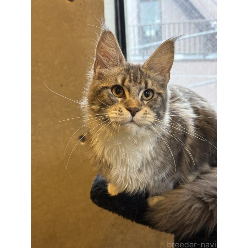 販売中の東京都のメインクーン-137750の8枚目