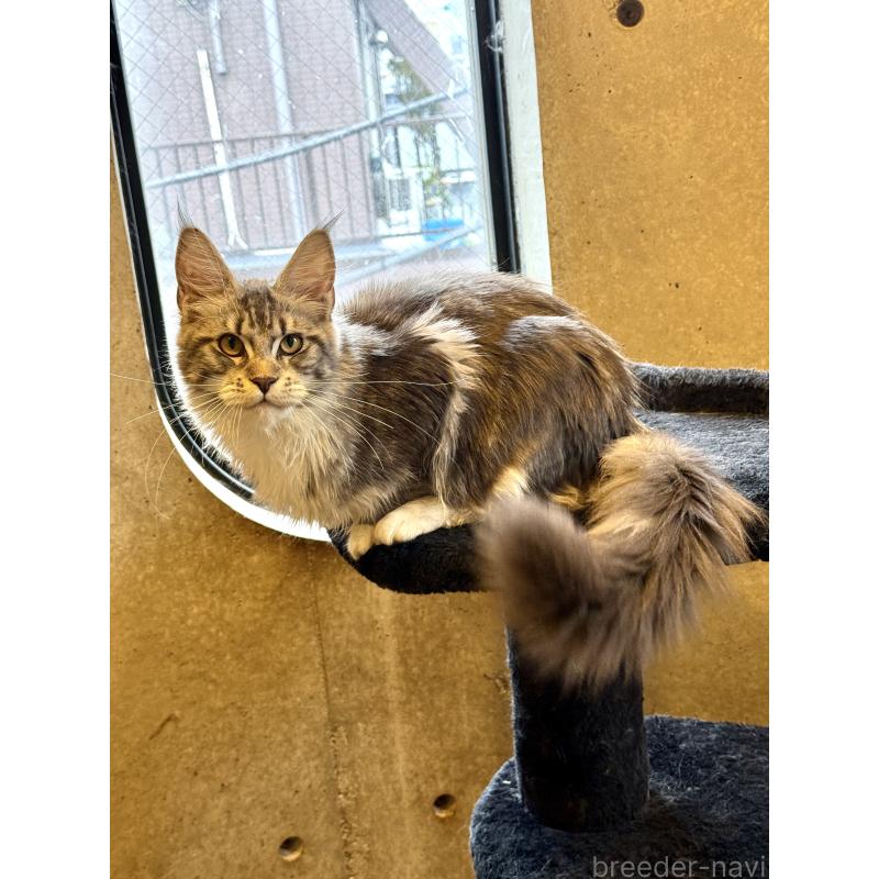 販売中の東京都のメインクーン-137750の7枚目