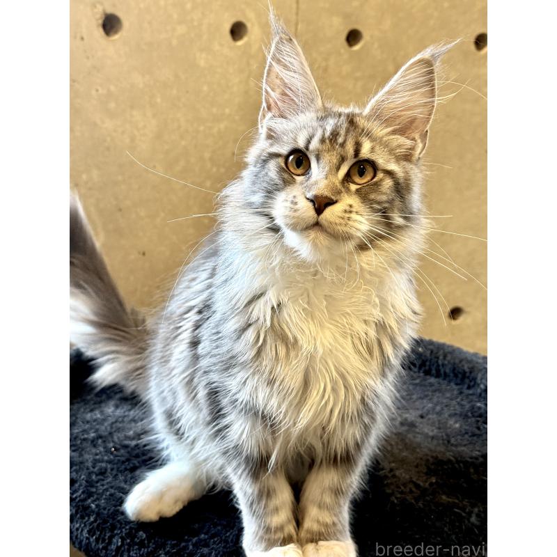 販売中の東京都のメインクーン-137750の5枚目