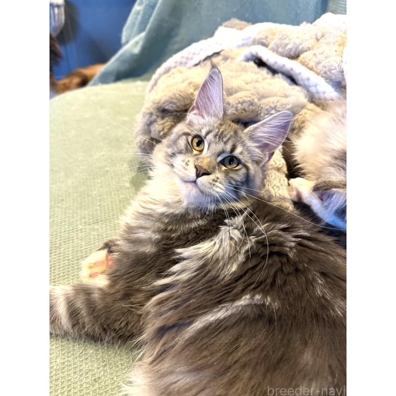 販売中の東京都のメインクーン-137750の3枚目