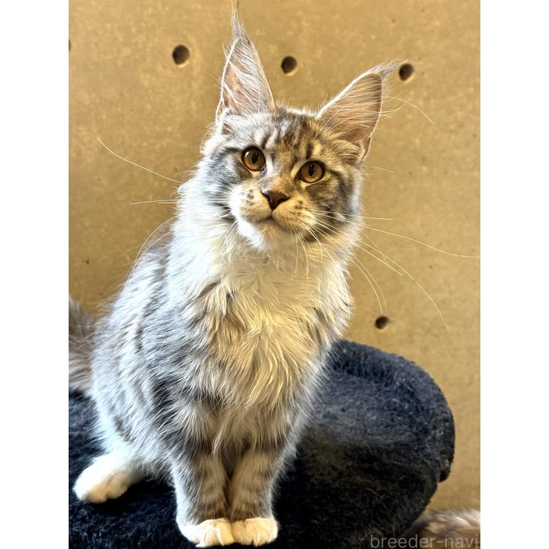 販売中の東京都のメインクーン-137750の2枚目