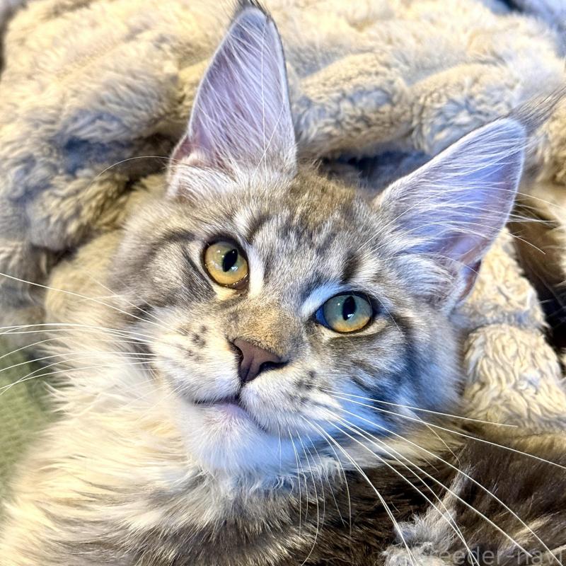 販売中の東京都のメインクーン-137750