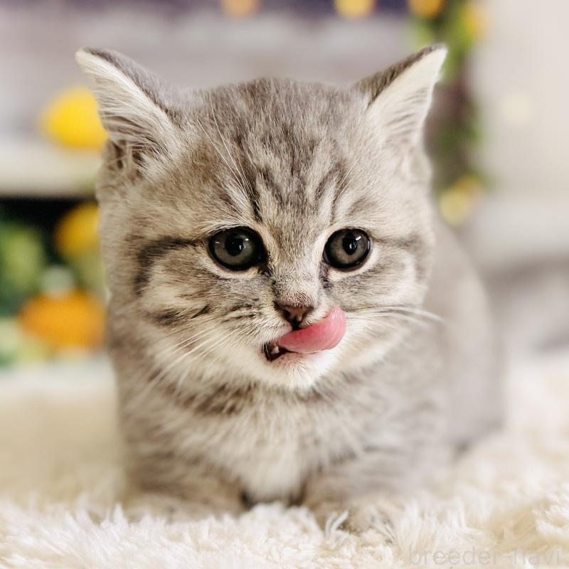 販売中の岐阜県のミヌエット(短足)-137751の5枚目