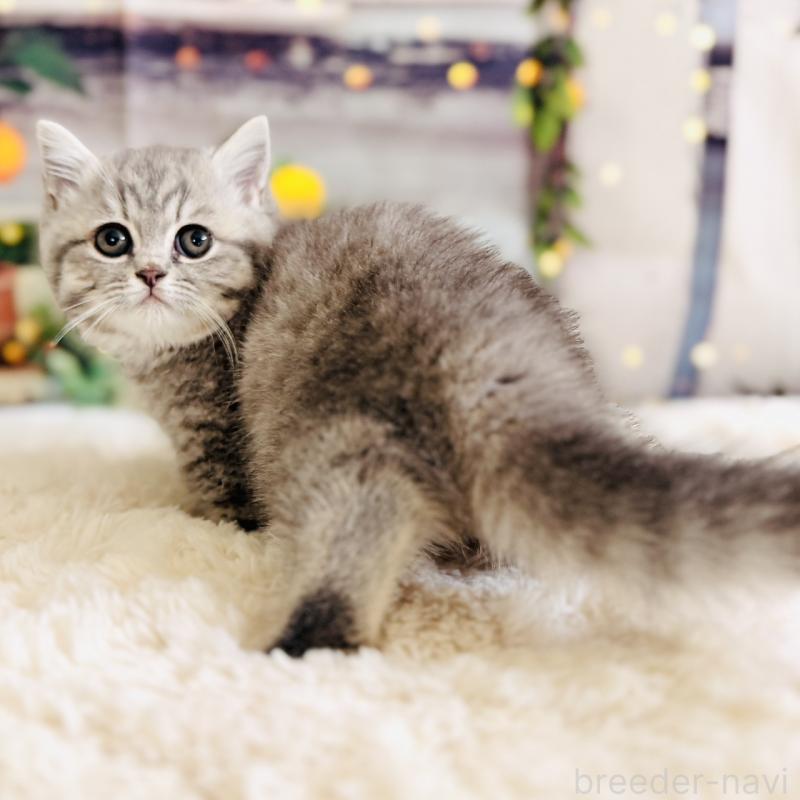 販売中の岐阜県のミヌエット(短足)-137751の3枚目