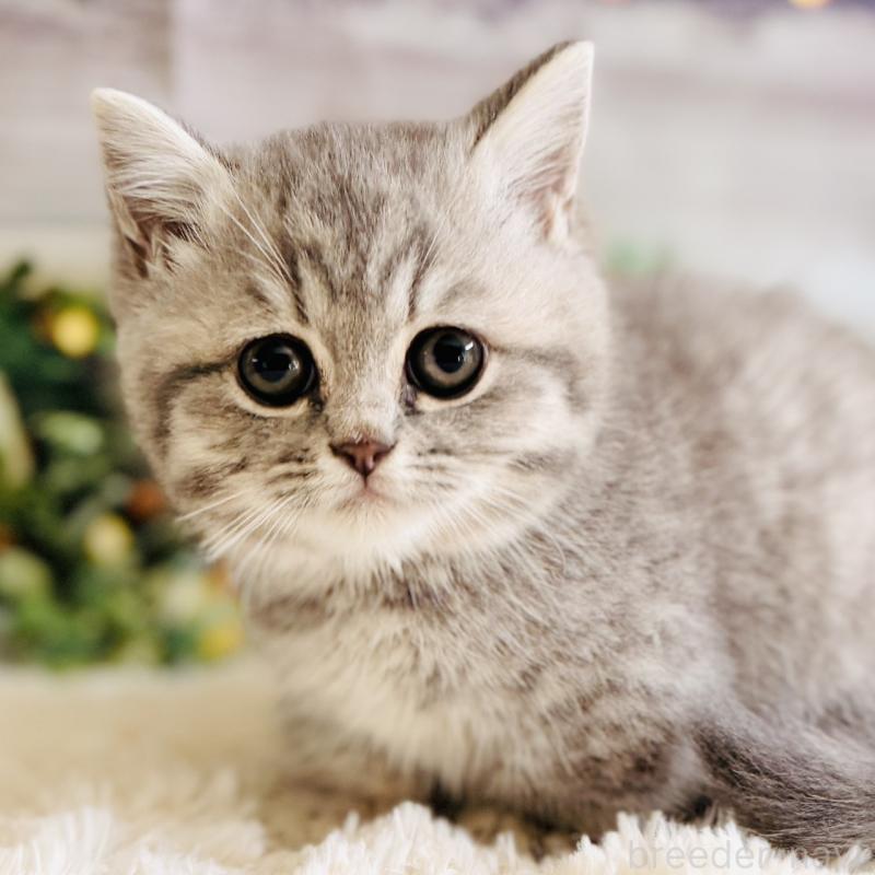 販売中の岐阜県のミヌエット(短足)-137751