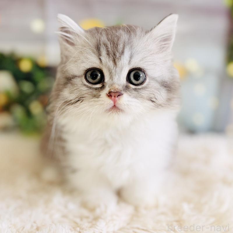 販売中の岐阜県のミヌエット(短足)-137752の1枚目