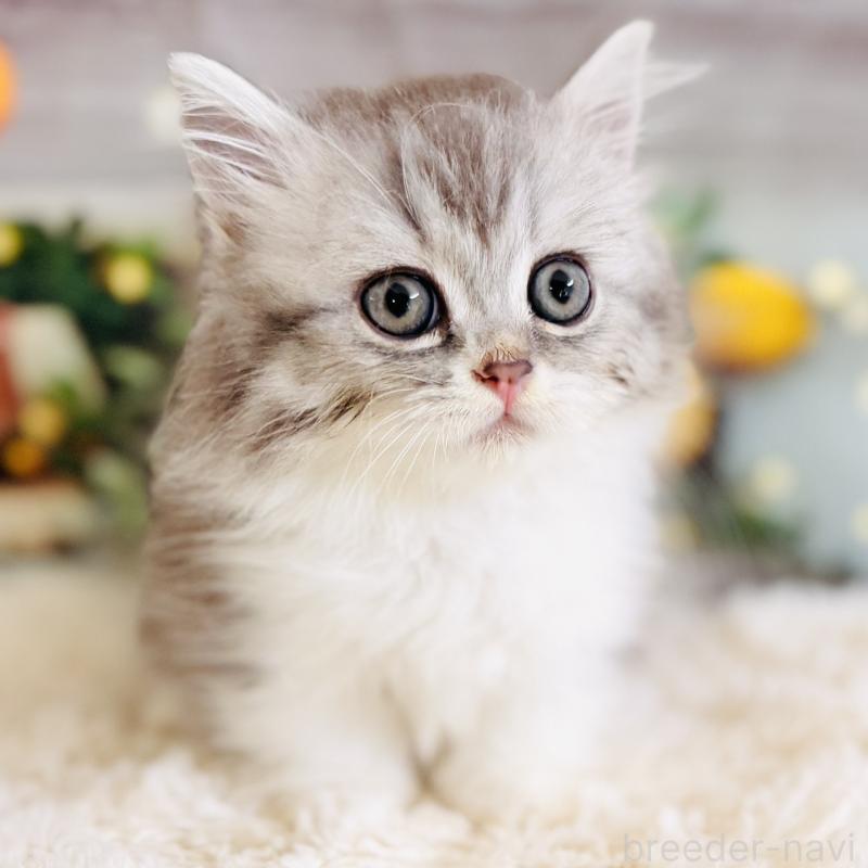 販売中の岐阜県のミヌエット(短足)-137752の9枚目