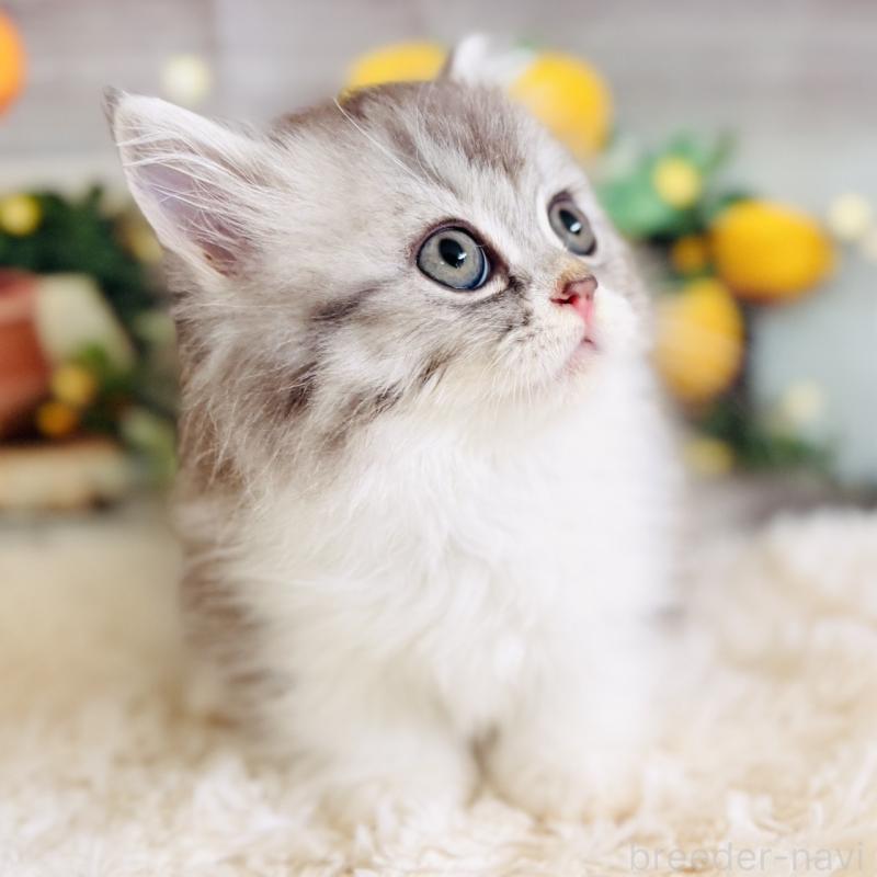 販売中の岐阜県のミヌエット(短足)-137752の8枚目