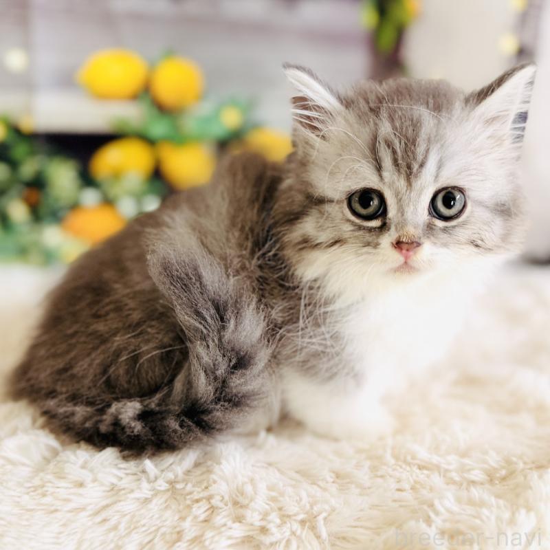 販売中の岐阜県のミヌエット(短足)-137752の7枚目